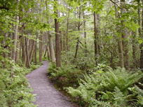 Path in Pachaug State Forest