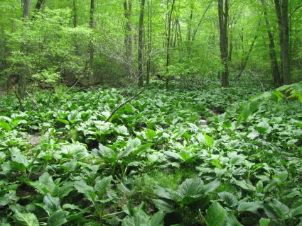 Red Maple Swamp