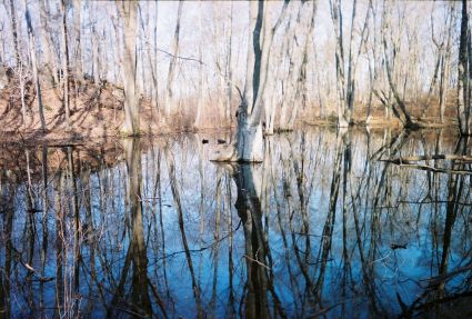 Vernal Pool at The Preserve