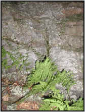 Photograph of vegetation growing up through schist