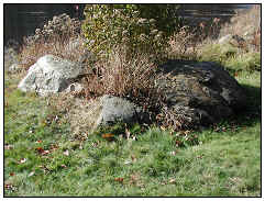 Pegmatite, gneiss and schist boulders together beside the pond near the pavilion