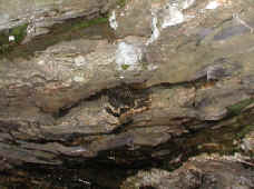 Photograph of fold in ledge near plucked rocks
