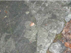 Photograph of banded amphibolite not far along the red trail.