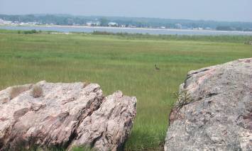 Photograph of erratics of the north moraine in the marsh.
