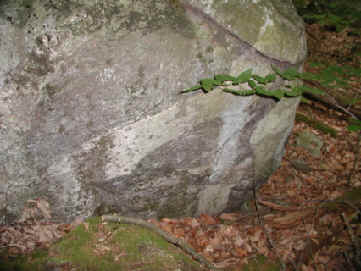 Photograph of fine-grained quartz veins in boulder