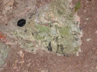 Photograph of black tourmaline crystals in pegmatite boulder along Pomperaug Trail
