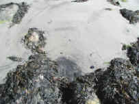 Photograph of magnetite bands in the sand