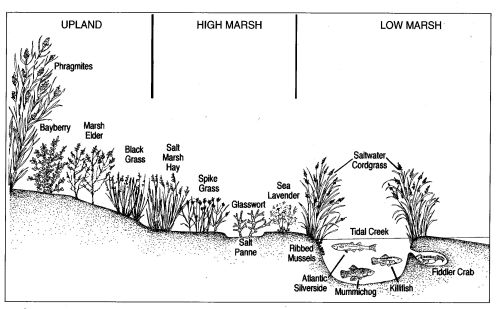 Cross section of a typical salt marsh