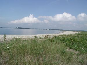 Plants of the dune area behind the beach