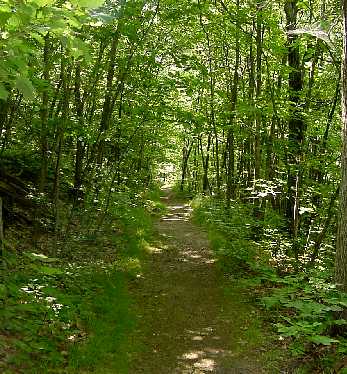 Forest Trail