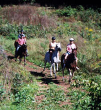 Photograph of horseback riders