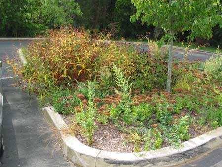 rain garden