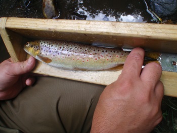 A brown trout is measured by DEEP staff.