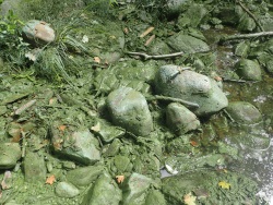 Cyanobacteria