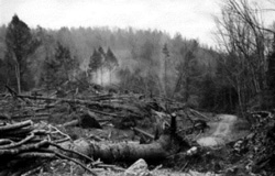 blown over trees from 1938 hurricane