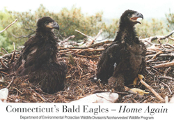 image of two bald eagle chicks