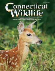 modern Connecticut Wildlife Magazine