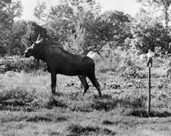 image of moose