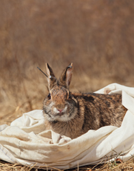image of a New England cottontail