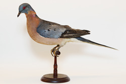 image of passenger pigeon