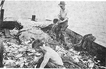 Commercial fishing operations in 1950