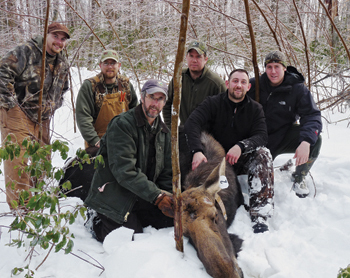 Immobilized moose with Wildlife Division staff