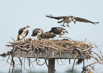 Osprey nest on nesting platform