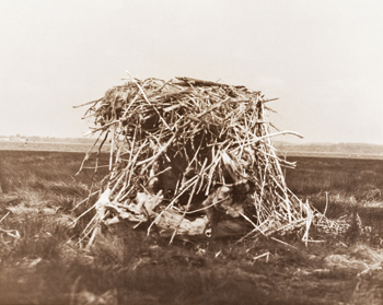 Osprey nest in branches of dead tree