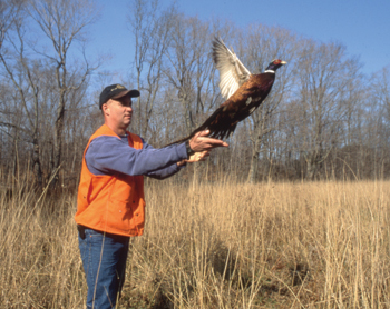 Pheasant released at hunting ground by man