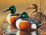 2015 Connecticut Duck Stamp