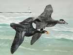 2018 Connecticut Duck Stamp