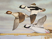 2019 Connecticut Duck Stamp