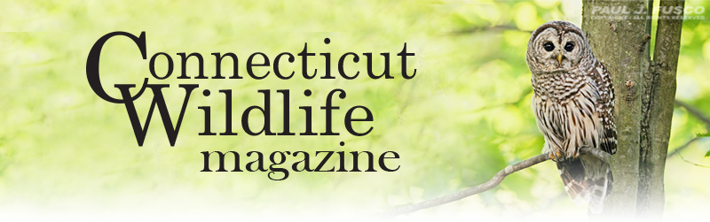 Connecticut Wildlife magazine masthead
