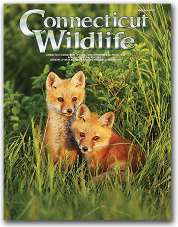 Connecticut Wildlife magazine cover
