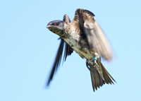 image of a purple martin