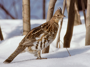 image of ruffed grouse