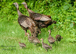 Wild turkey hens and poults