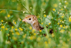 Wild Turkey Poult