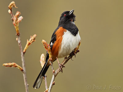 Eastern towhee