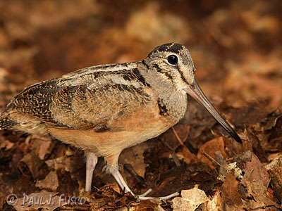 American woodcock.