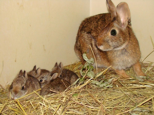 Captive bred New England cottontail rabbits