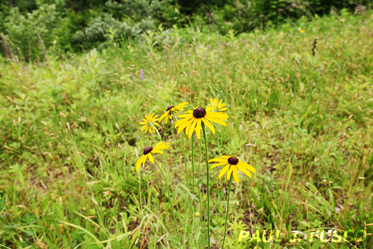 Meadow and shrubland habitat.