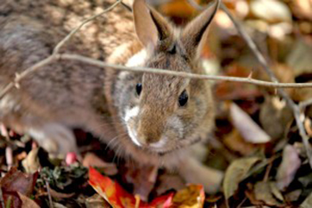 New England cottontail rabbit