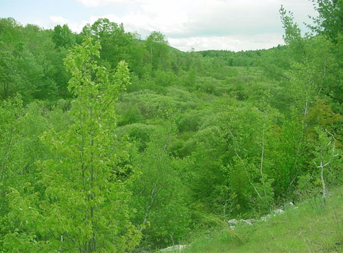 Shrubland habitat