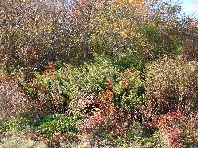 Young forest habitat