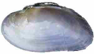 Internal shell, right valve of Brook Floater