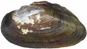 External Shell of Dwarf Wedgemussel