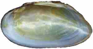 Internal shell, right valve of Dwarf Wedgemussel