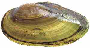 External shell of Eastern Floater
