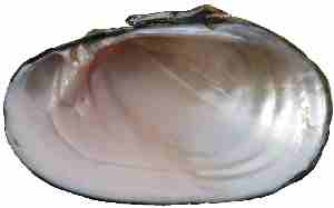 Internal shell, right valve of Eastern Lampmussel